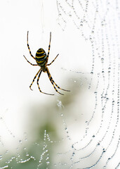 Ragno vespa (Argiope bruennichi) sospeso all'interno della sua ragnatela.
