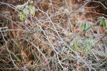 dzika róża, rosa canina l. © Marcin Łazarczyk