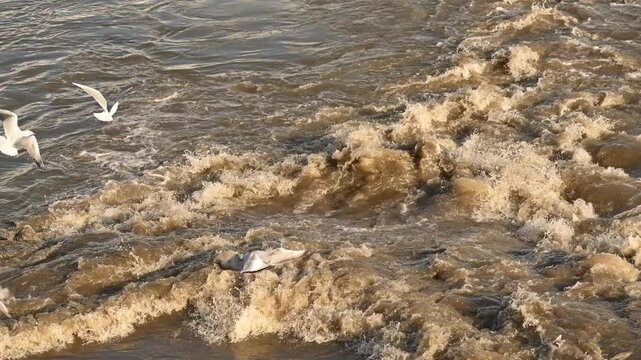 Flock of seagulls at sewage outfall on Danube river, 4K