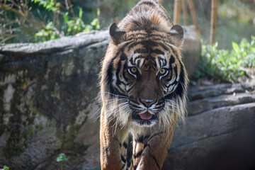 A beautiful male tiger