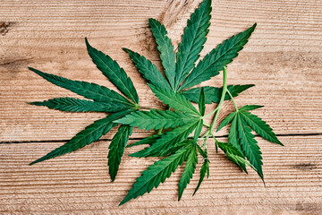 hemp leaves on wooden background large clan, eco-friendly natural resource concept
