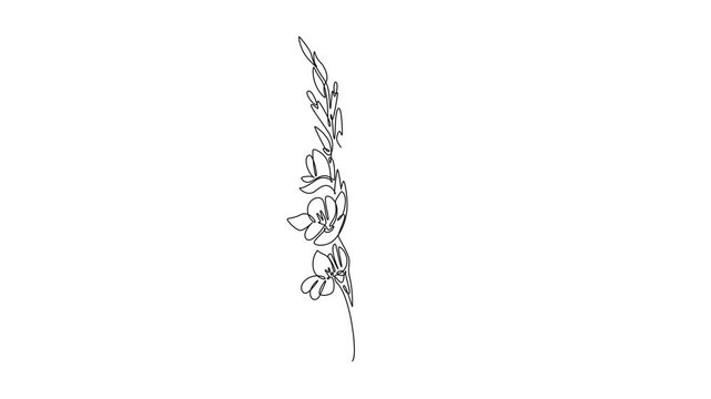 Self drawing animation of single line draw beauty fresh lily for home wall art decor poster. Printable sword gladius flower concept for wedding invitation. Continuous line draw. Full length animated