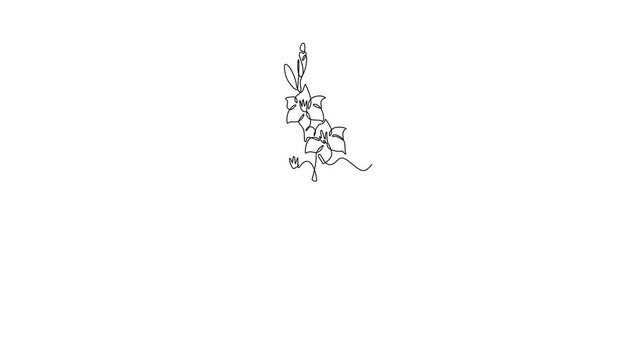 Self drawing animation of single line draw beauty fresh gladiolus for home wall decor poster art. Printable decorative sword gladius flower for fashion textile. Continuous line. Full length animated