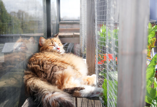 Relaxed cat in catio or outdoor cat enclosure sleeping happy in the sun. Torbie or calico cat dozing in glass fence and mesh enclosure on rooftop patio. 5 year old long hair cat. Selective focus.