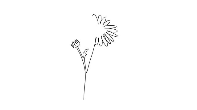 Animated self drawing of continuous line draw of beauty fresh bruisewort logo identity. Printable decorative common daisy flower concept for home wall decoration poster. Full length one line animation