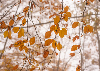 Colorful autumn leafs on tree branch in late autumn.