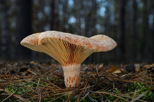 Lactarius deliciosus, commonly known as the delicious milk cap, saffron milk cap, or red pine mushroom