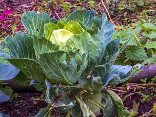 Huge growing cabbage head with large upper wiry leaves. Brassica oleracea.