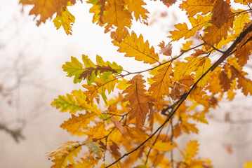 Last standing leafs on oak tree branch