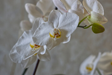 close up of white flower