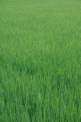 真夏の田んぼの稲　テクスチャ