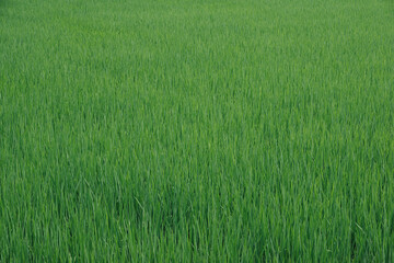 真夏の田んぼの稲　テクスチャ