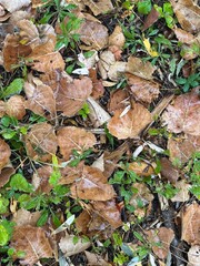 autumn leaves background