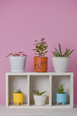 Various type of succulent and indoors plants with pink background, such as sansevieria, cactus, jade plant, aloe vera, and caladium