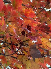 red maple leaves