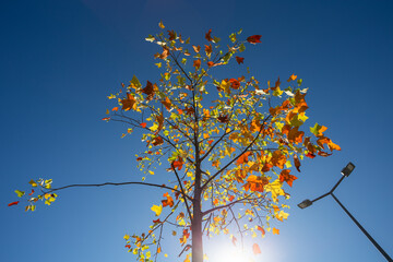 Colored Autumn Tree against a Blue Bright Sky, Povoa de Lanhoso, Braga, Portugal.