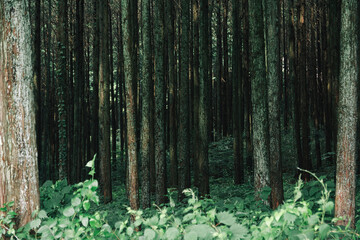 杉の人工林