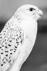 White falcon close up side view; wild bird of pray in black and white