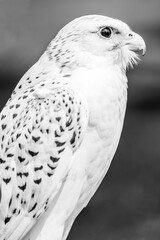White falcon close up side view; wild bird of pray on blurry background in black and white