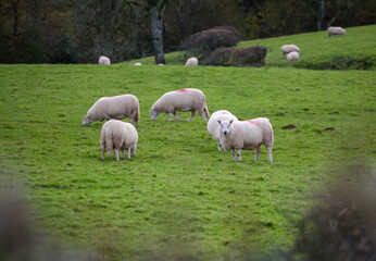 Obraz premium Sheep daubed with red grazing in a field in Wales 