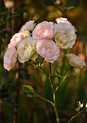 Rose branch in delicate white and pink colors