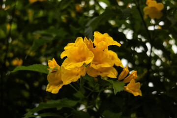 Close-up beautiful yellow flowers around leaves in garden. Flowers photo