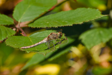 Fototapeta premium dragonfly perching on the green leaf in the sunlight close-up