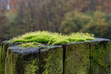 Fototapeta premium Bright green moss growing on old wooden post in forest