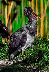 Black stork on the lawn. Latin name - Ciconia nigra