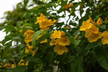 Close-up beautiful yellow flowers around leaves in garden. Flowers photo