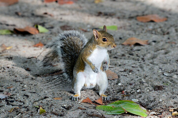 Grauhörnchen