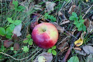 apples in the grass