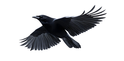 Obraz premium Black crow isolated on transparent background