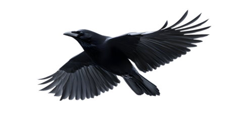 Black crow isolated on transparent background