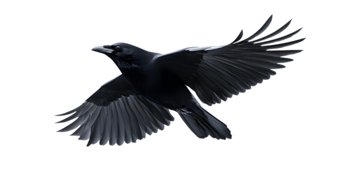 Black crow isolated on transparent background