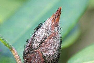 a close-up view of a brown dead rhododendron bud with a fungus transmitted by the rhododendron...