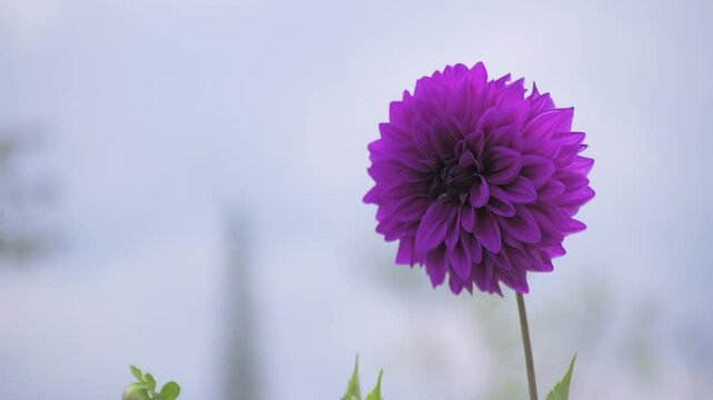 close up of a purple flower moving by the wind background flowers 4k