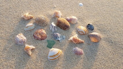 Land Art avec des coquillages sur la plage des Landes