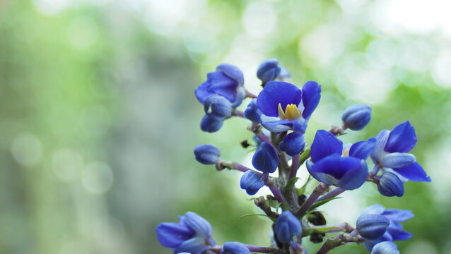 Close-Up of Dichorisandra Thyrsiflora (Blue Ginger)