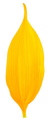 Single yellow petal of sunflower isolated on a white background, top view.