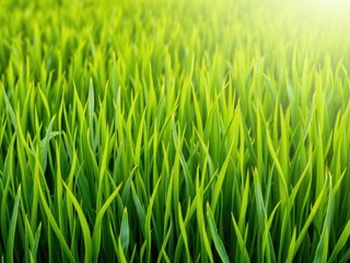 Green grass background with alternating shades of vibrant green, creating a visually appealing linear pattern effect, shades, texture