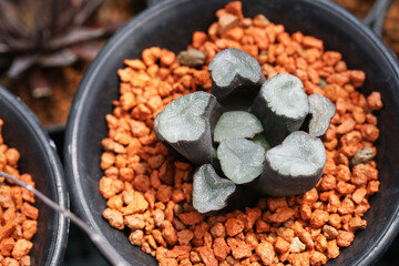 Beautiful succulent plant Haworthia maughanii from South Africa