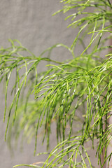 Daintree pine tree (Gymnostoma nobile)