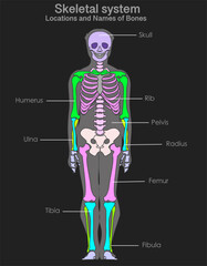 Skeletal system, bones locations, names. Head, arm, leg, shoulder, chest general colored structure. Skull rib, humerus, pelvis, ulna, radius, femur, tibia, fibula. Xray dark back. Vector illustration