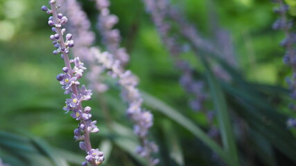 Summer Blooming Liriope (Lilyturf) Close-Up