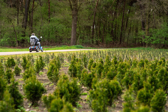 A field of young conifer trees with a person on a mobility scooter