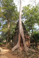 Ta Prohm, Angkor Wat, Cambodia
