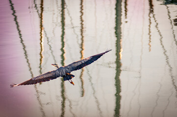 Grey Heron close view on flight at sundown on Washington state, USA
