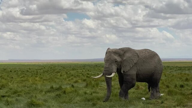 Safari 