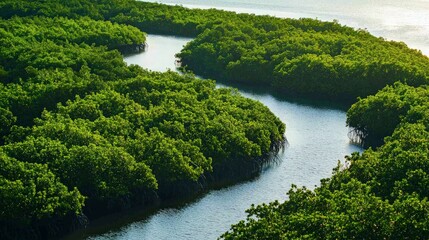 Aerial view of a winding river flowing through a lush mangrove forest.
